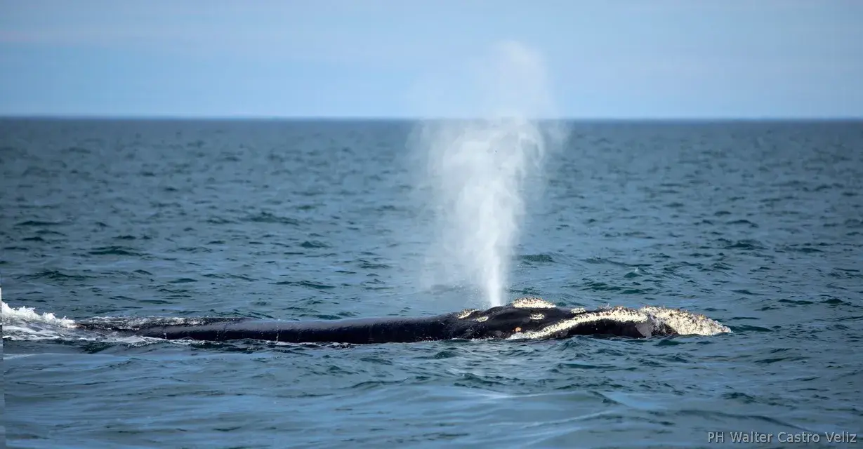 Ballena franca austral emergiendo cerca de la embarcación