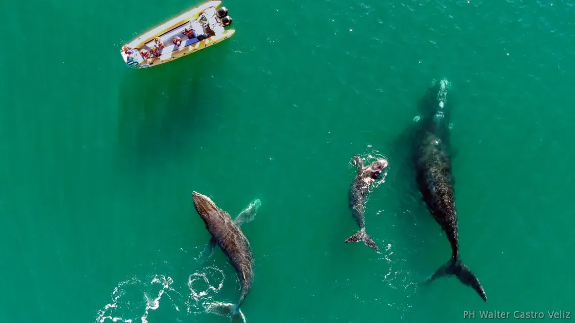 Tres ballenas junto al bote en la Bahía de San Antonio