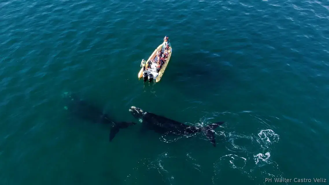 Dos ballenas y bote navegando en aguas patagónicas