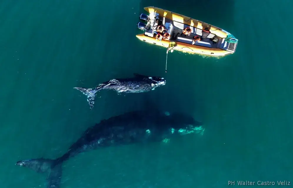 Ballena y cría en las aguas de San Antonio Este