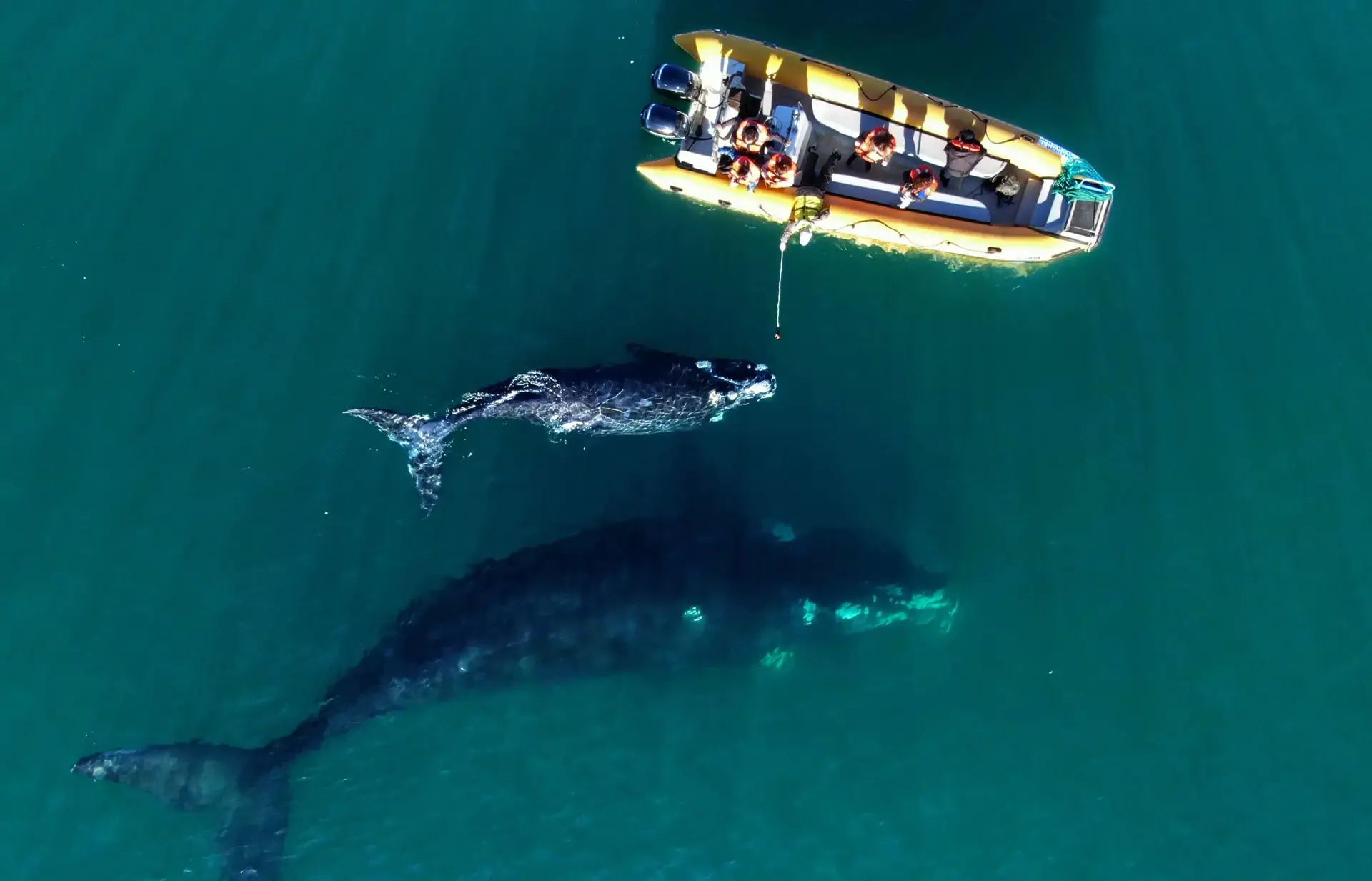 Ballena franca austral en la Bahía de San Antonio