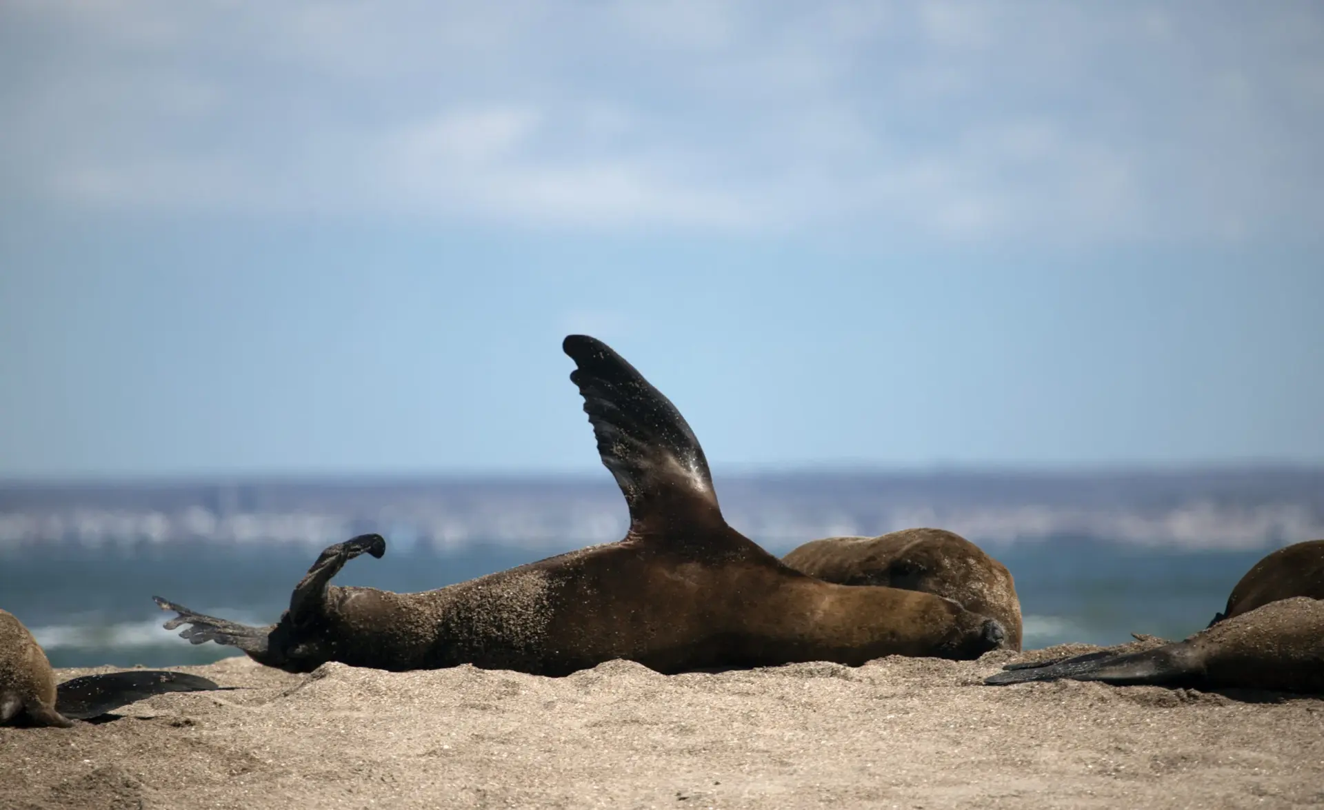 Delfines saltando en el Golfo San Matías
