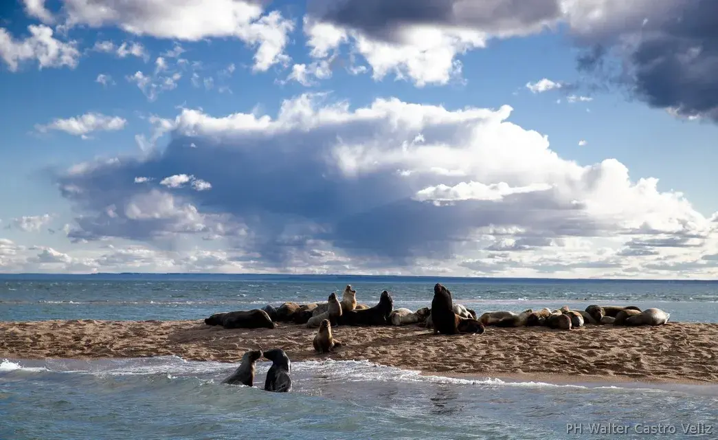 Aves marinas en la Bahía de San Antonio