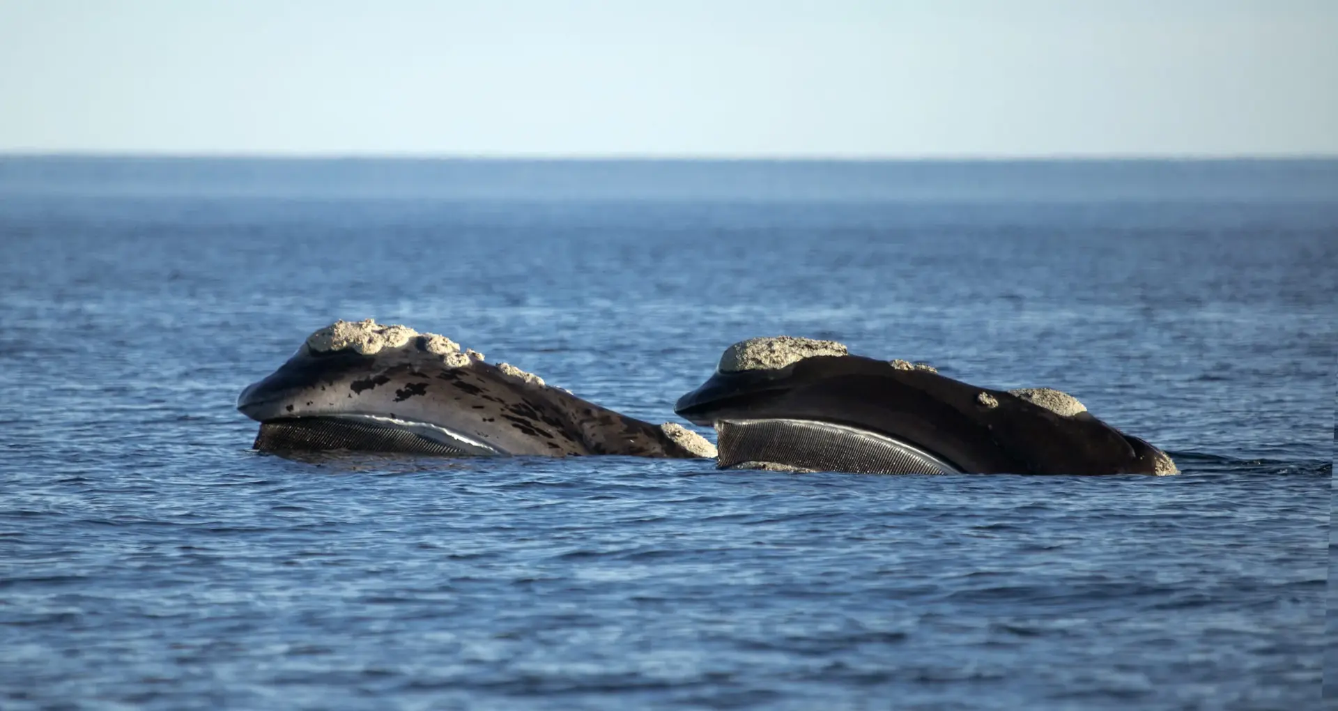 Fauna marina del Golfo San Matías