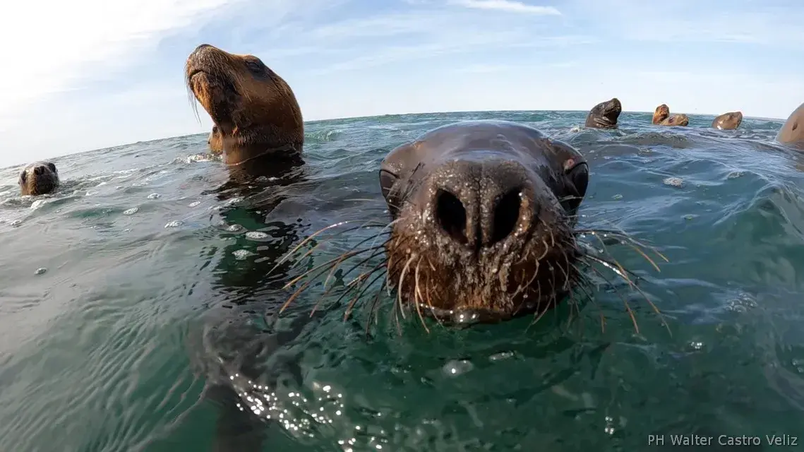 Grupo de lobos marinos nadando en aguas cristalinas