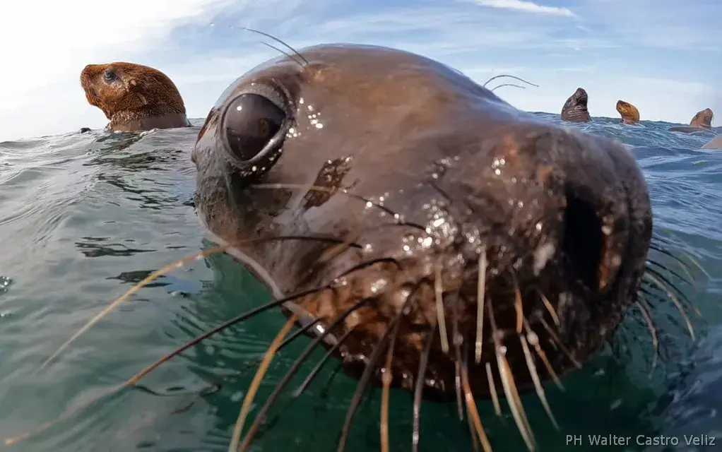 Primer plano de lobo marino sudamericano