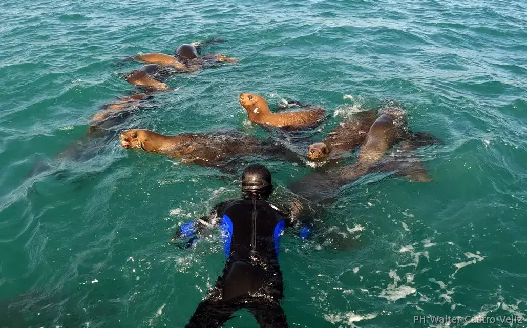 Nadador interactuando con lobos marinos