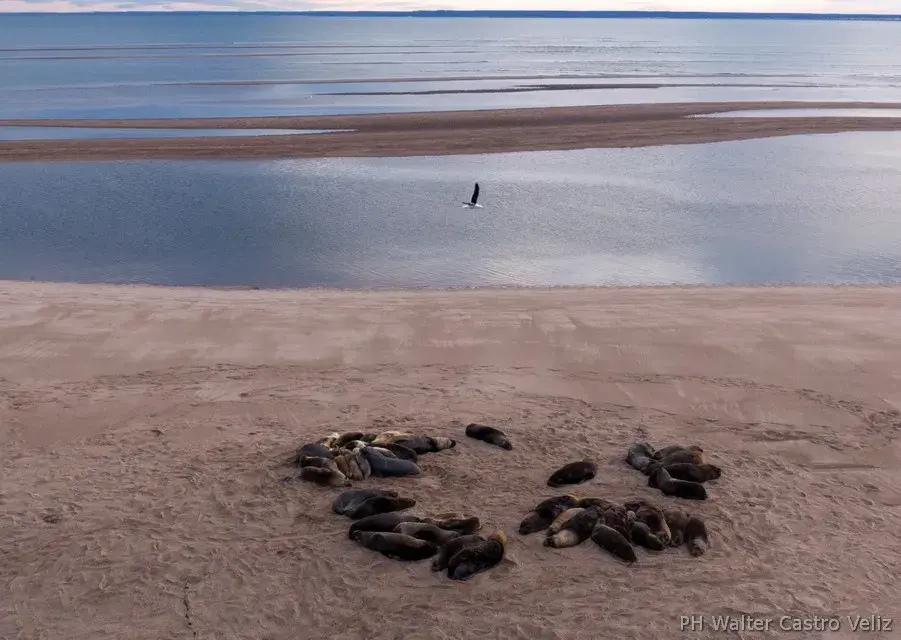 Colonia de lobos marinos en Banco Reparo