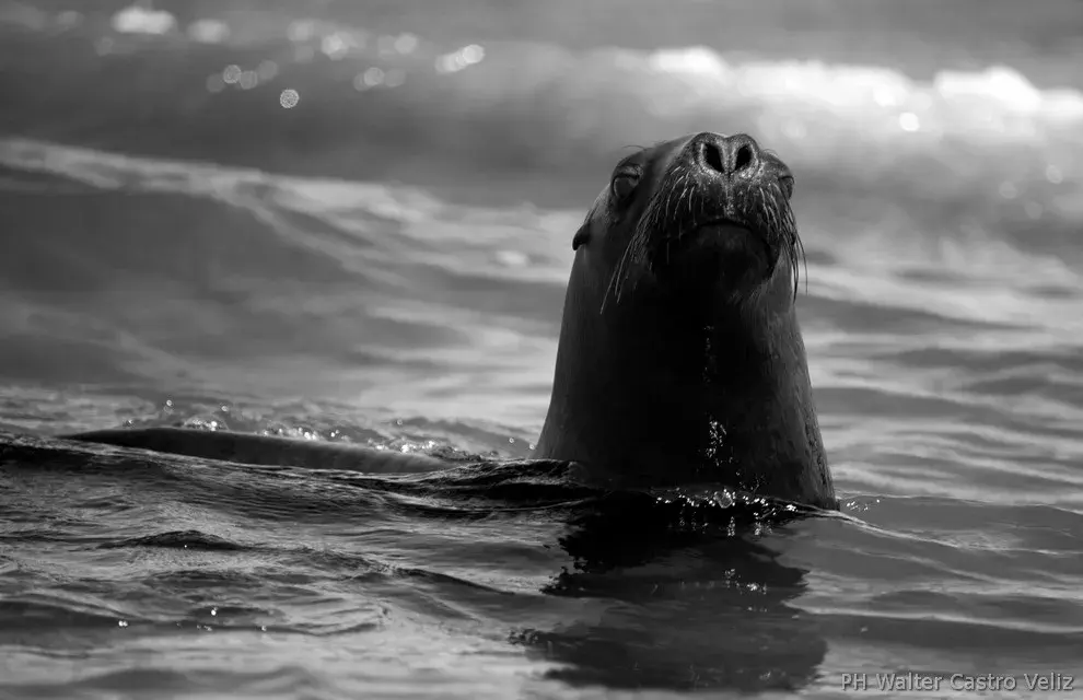 Lobo marino joven jugando en el agua