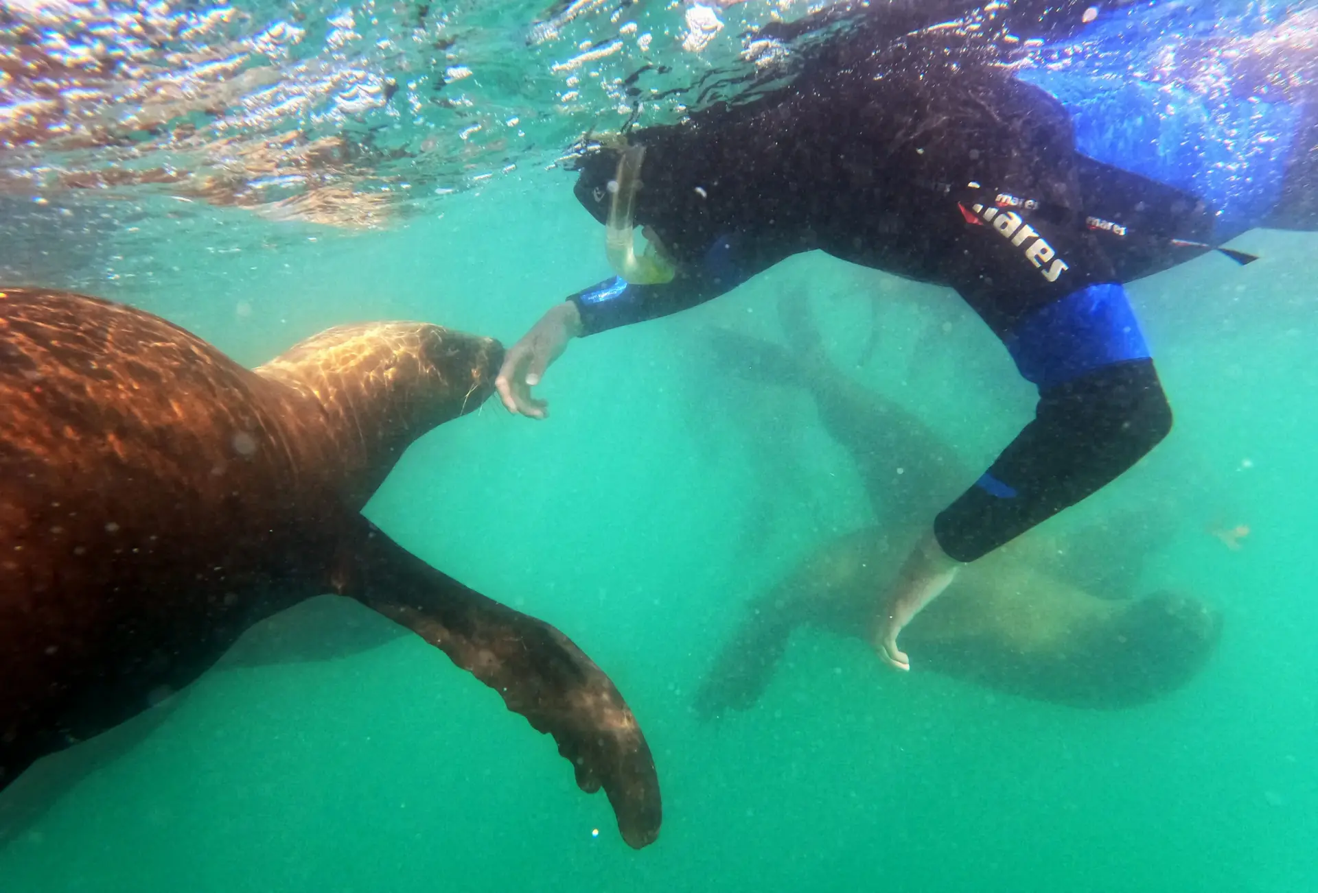 Nadador interactuando con lobo marino