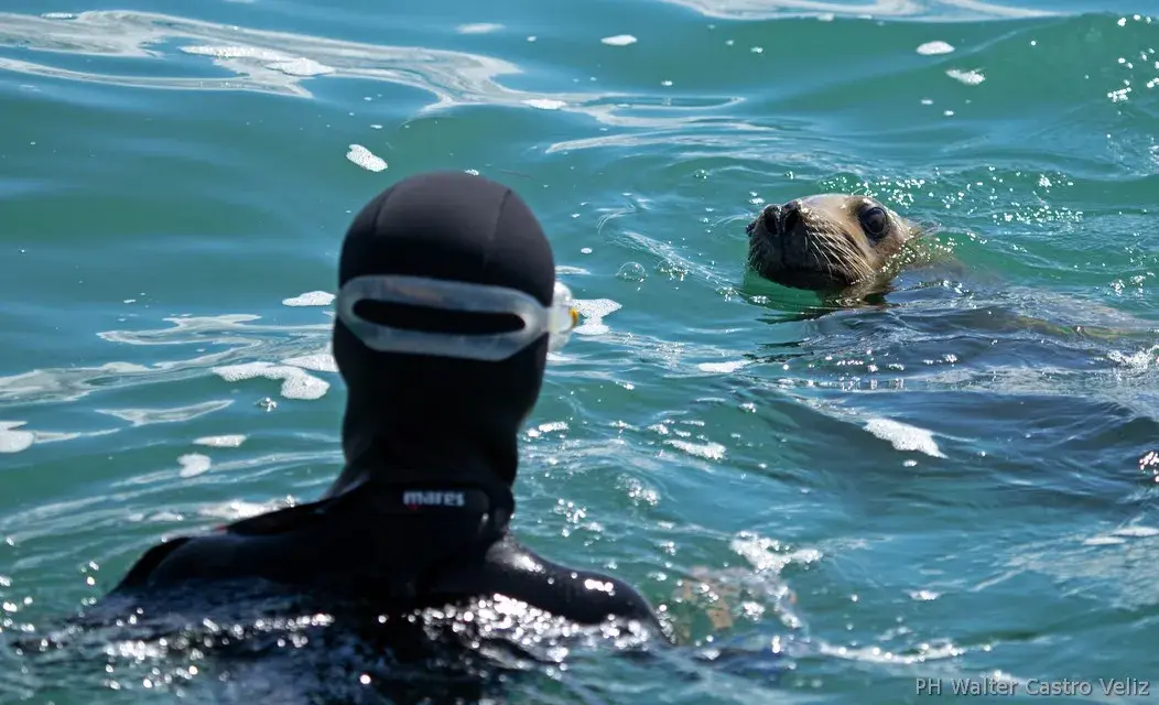 Kayak en aguas calmas de la bahía